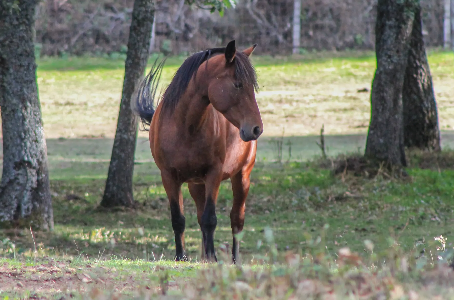 Uno de los caballos del Santuario