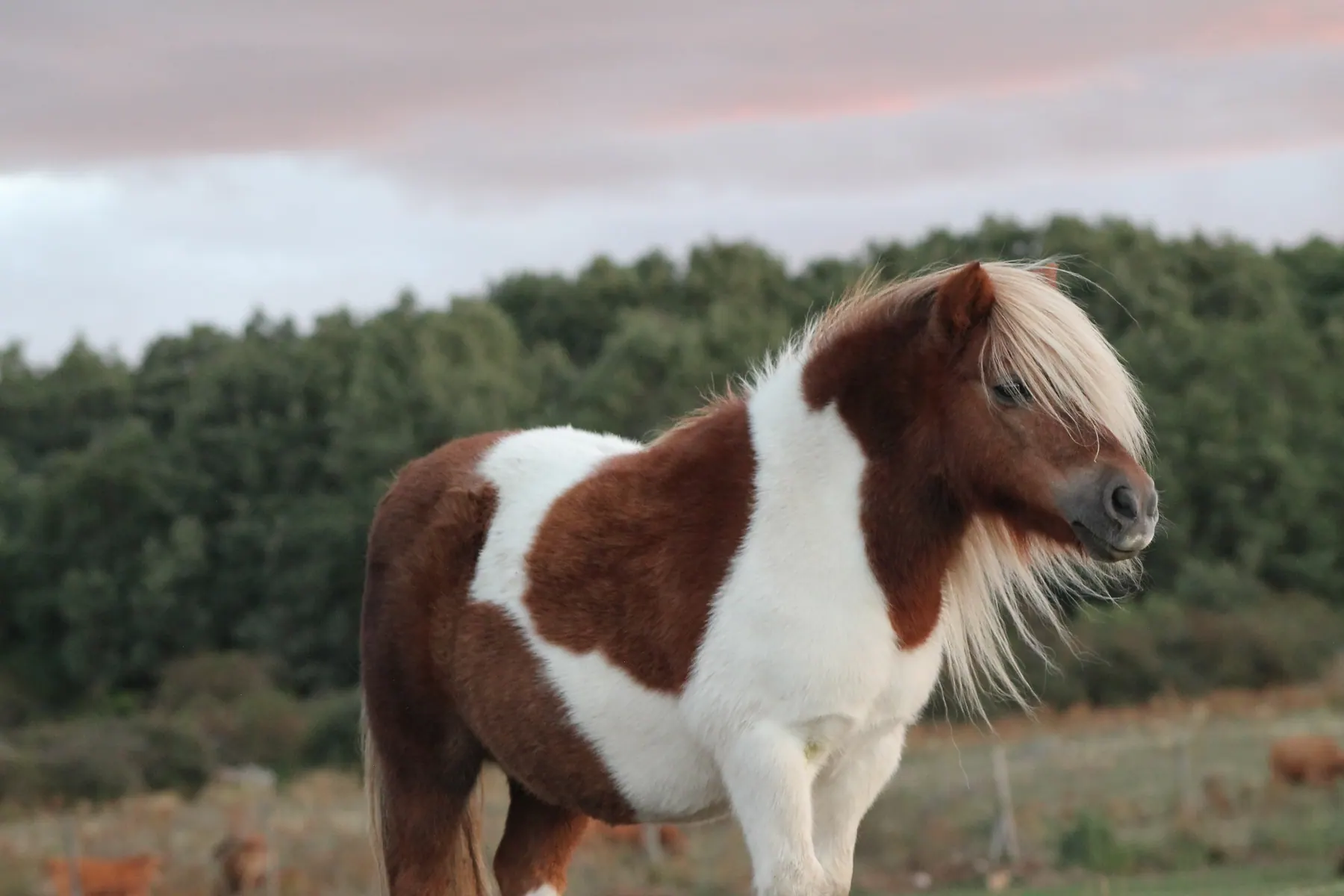 Epona