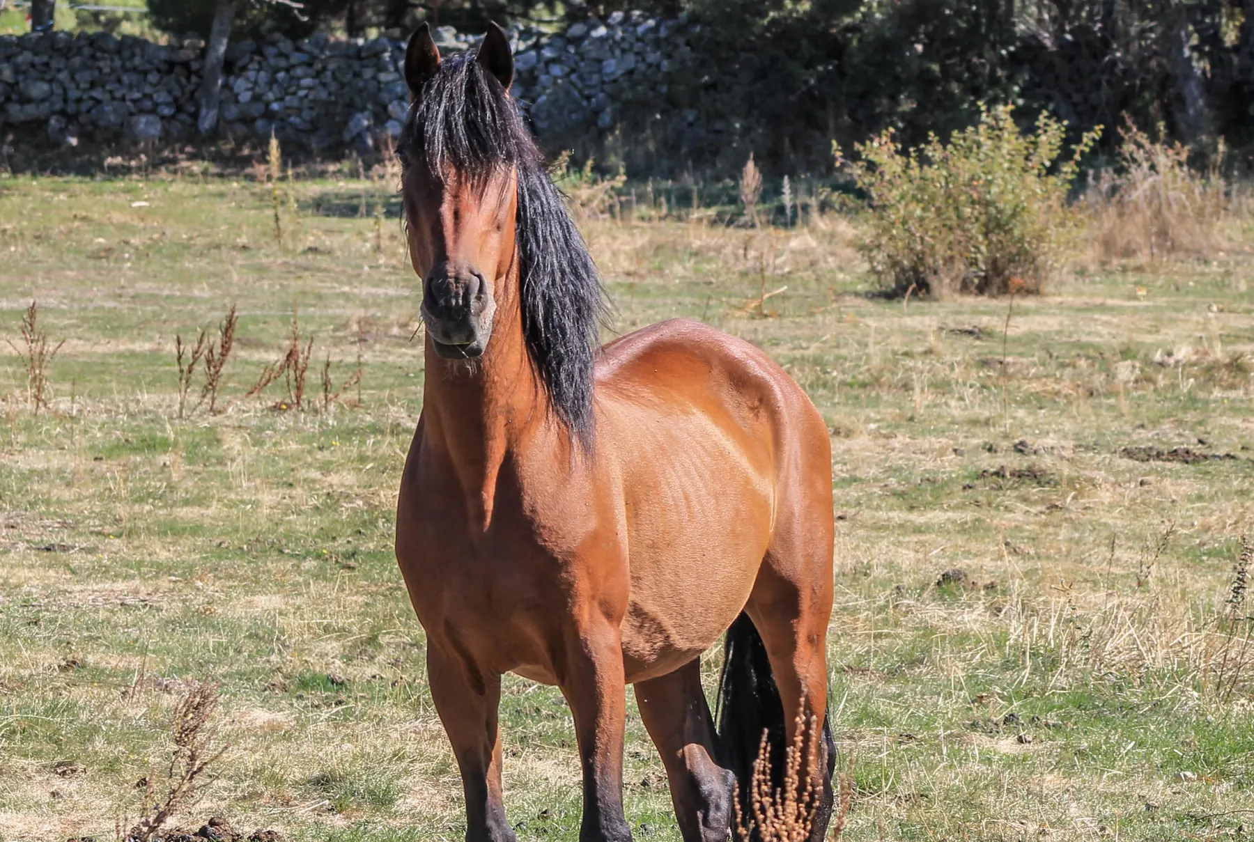 Galán