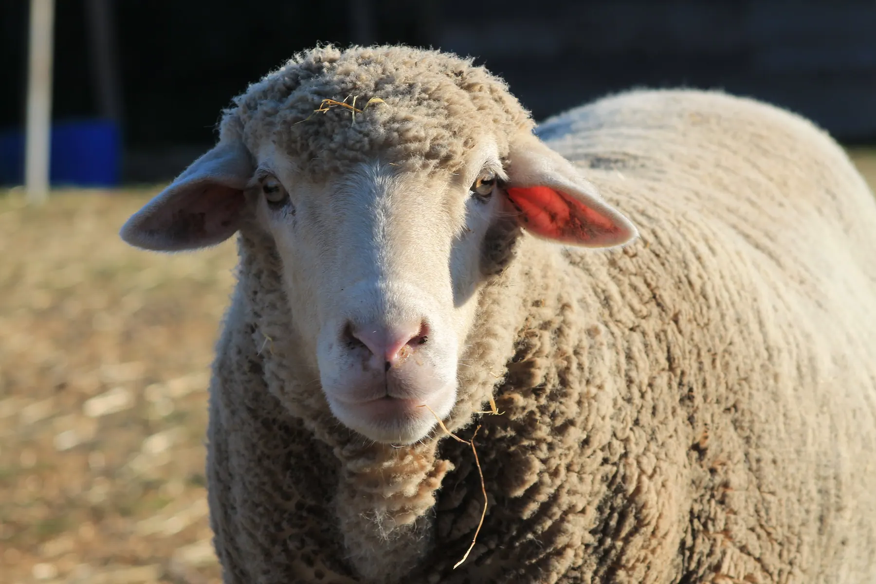 Julia