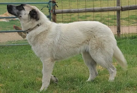 Nala